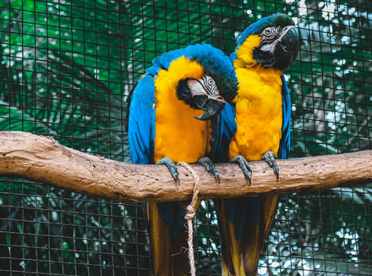 Macaw female with DNA