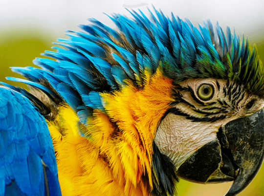 Macaw female with DNA