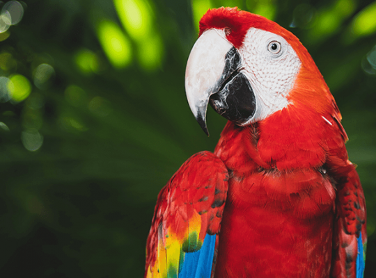 Macaw female with DNA